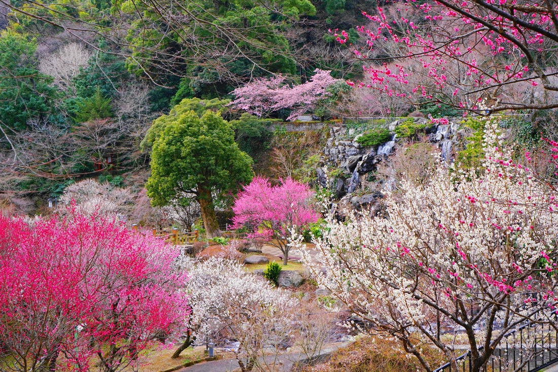 早春の訪れを感じに：熱海の梅まつりと南国の花めぐり